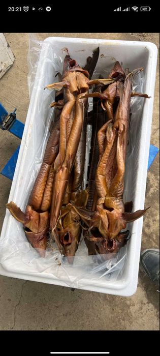 Осетр та белуга тушки 5+ 7+ 10+ 20 +