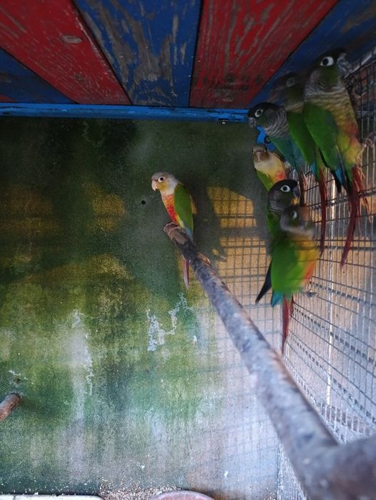 Pyrrhuras.         .