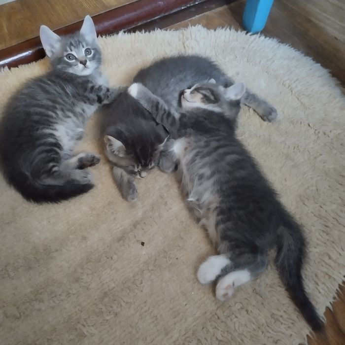 Котята ищут любящих хозяев!