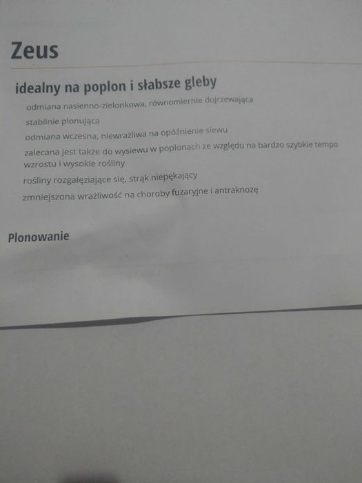 Łubin ZEUS zbiór 2024. Nie pryskany