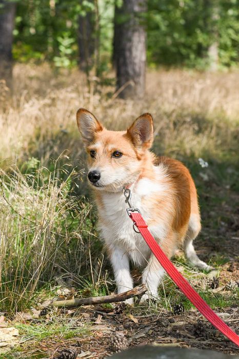 Bazyl - czy ma szansę na dom?