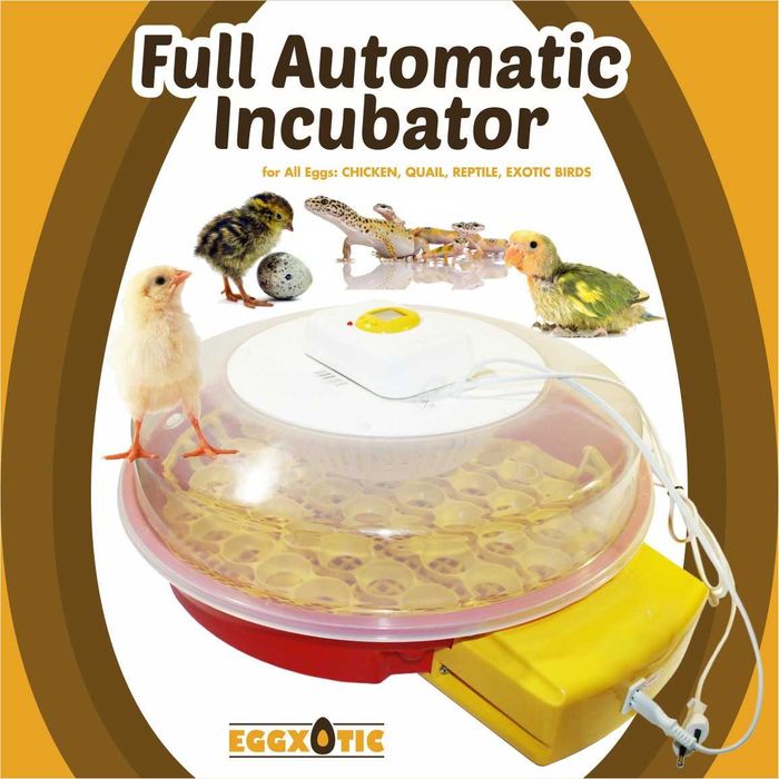 Chocadeira Automática - Galinhas, Aves Exóticas e Reptéis