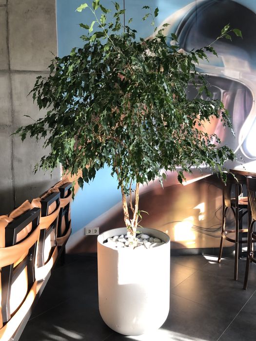 Фікус Бенджамина