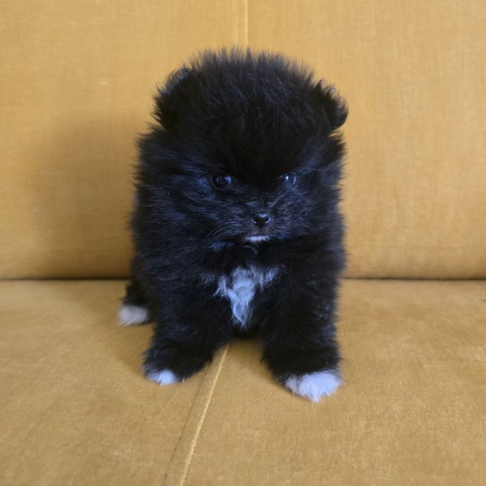 Szpic miniaturowy pomeranian suczka 2 już do odbioru