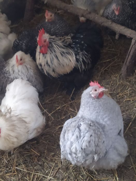 Jajka lęgowe kochin miniaturka