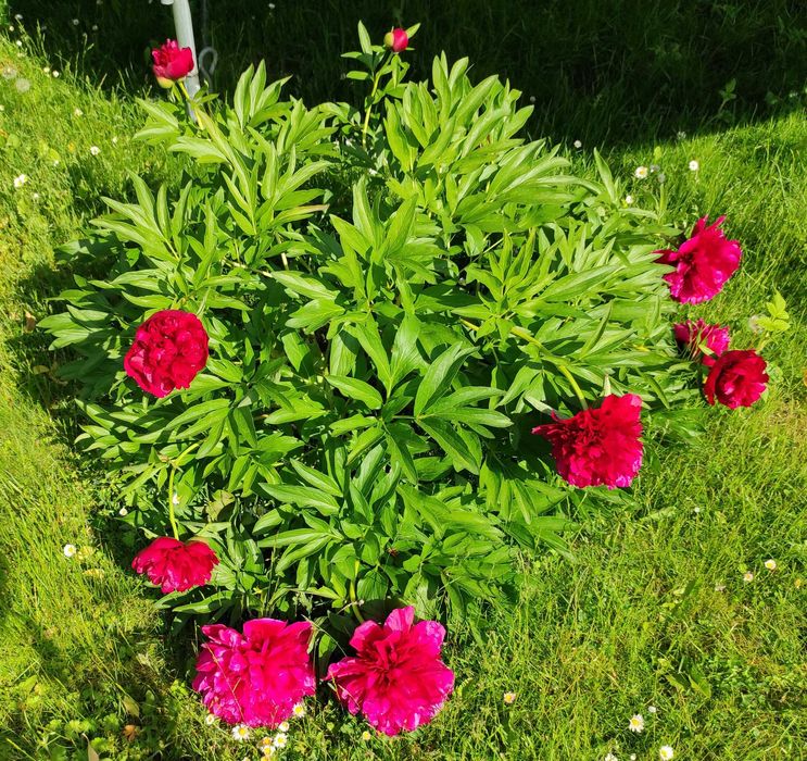 Irysy pachnące białe