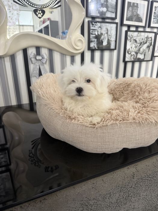Bichon maltes femea fantastica