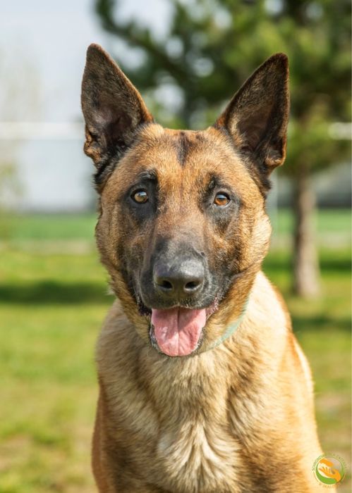 Ares aktywny pies szuka domu