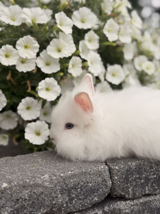 Króliczek Karzełek Teddy Długowłosy Miniaturkowy