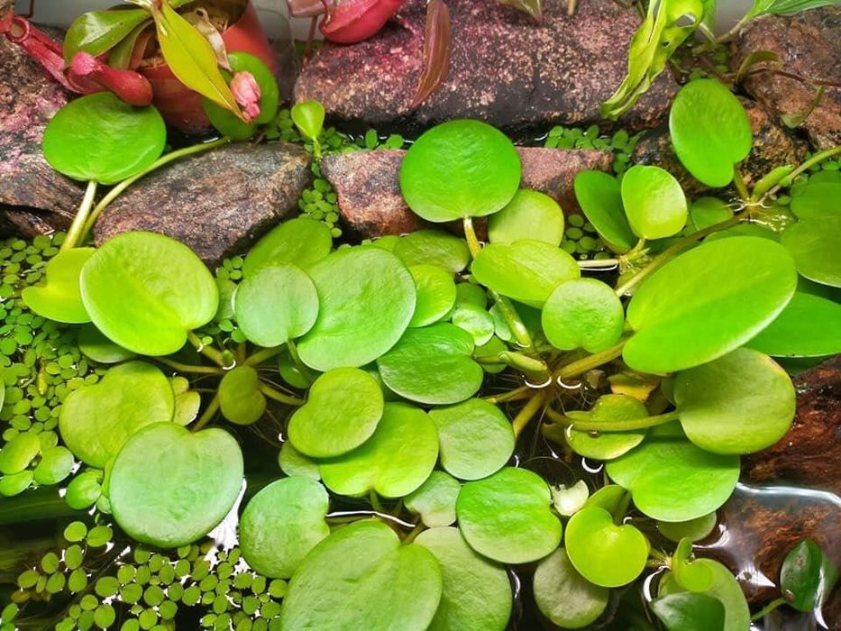 Frogbit (Limnobium laevigatum) – Planta Flutuante