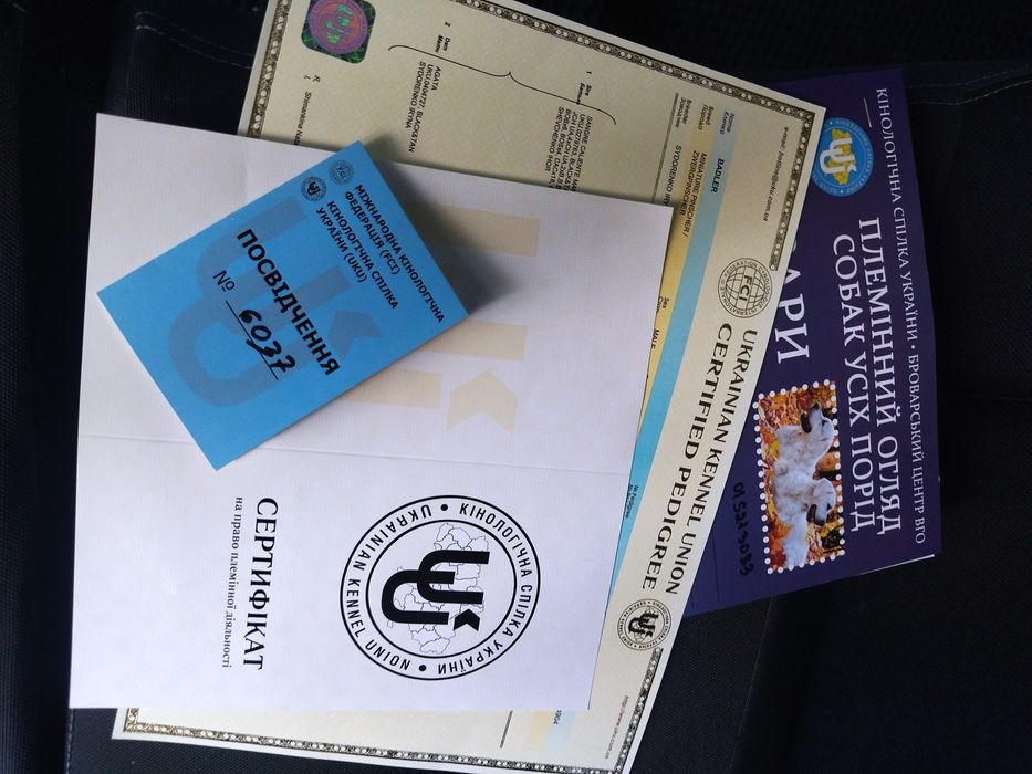 Цвергпінчер, міні доберман, КСУ,в'язка.