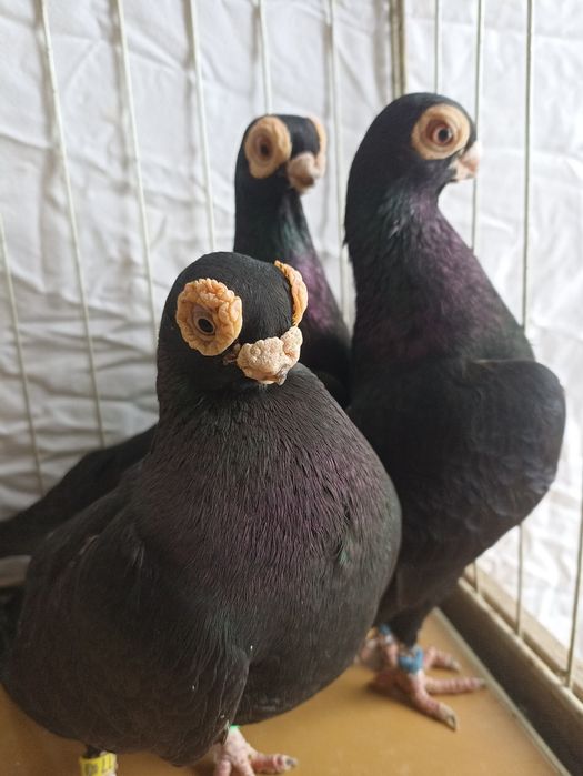 Brodawczak polski brodawczaki