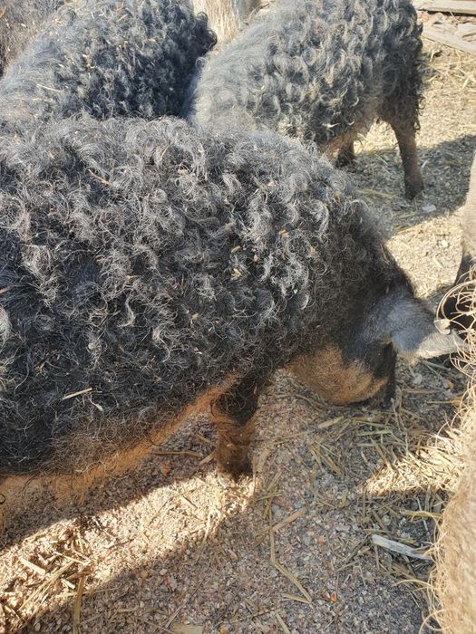 Baleron Karczek wędzony  Mangalica