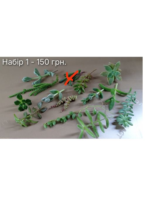 Сукуленти живці (черенки), зрізи (срезы), набори та вибірково