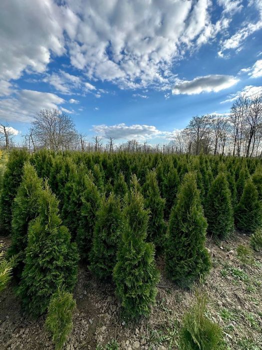 Туя смарагд насадження