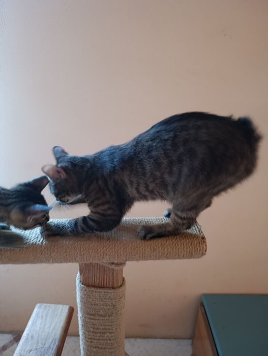 Курильский бобтейл