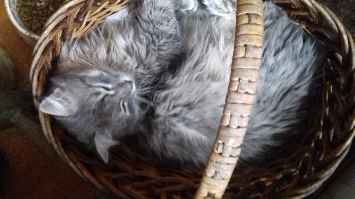 Отдам в добрые руки кота