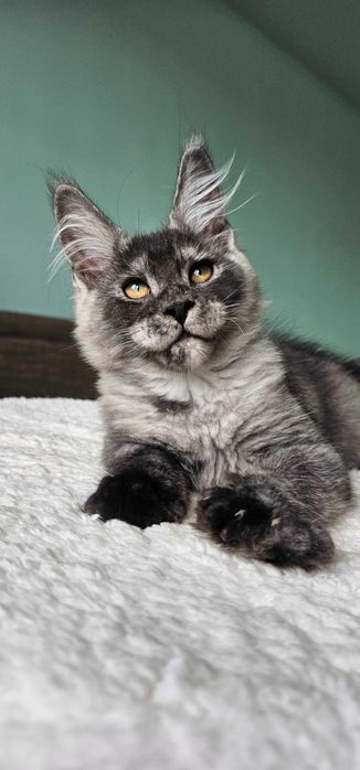 Хлопчик породи Мейн кун