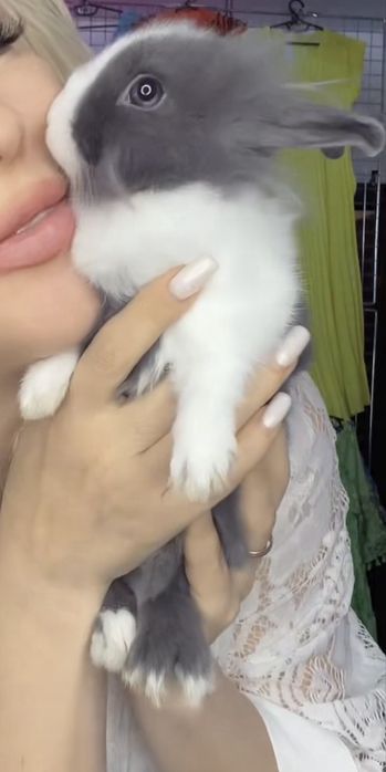 Блакитний кролик