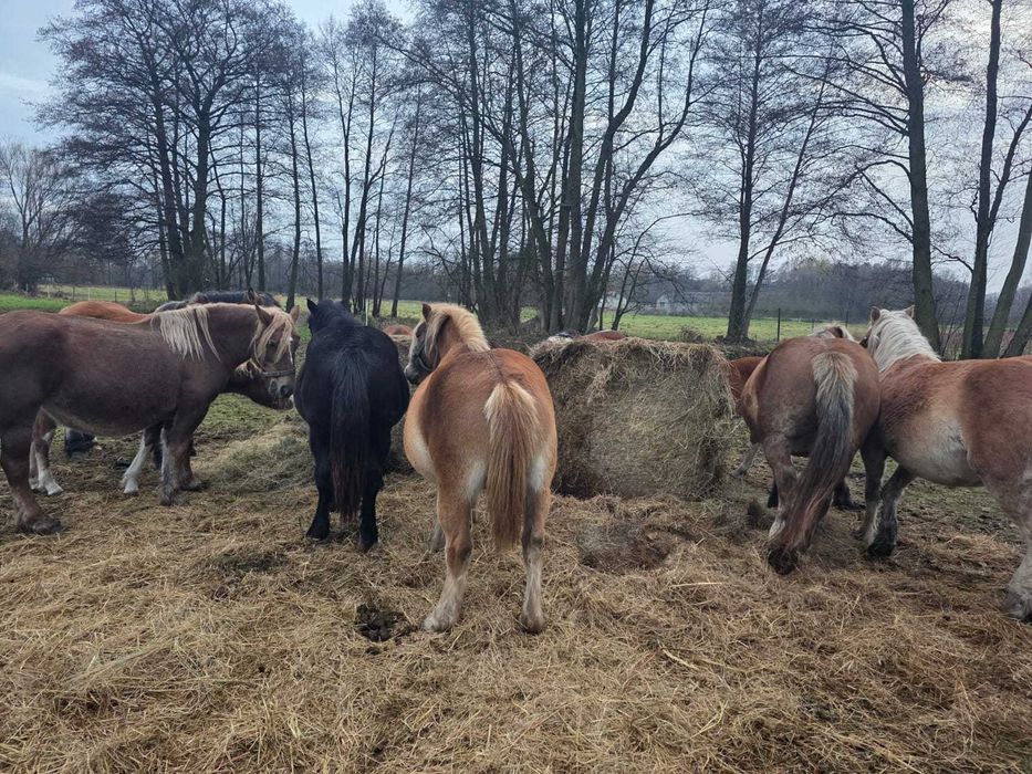 Sprzedam Konie Tanio