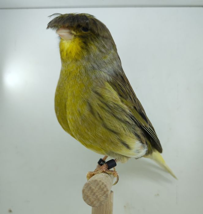 Kanarek kanarki gloster samczyk