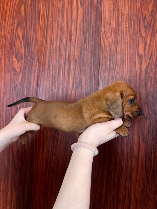 Продаються цуценята такси 
У наявн