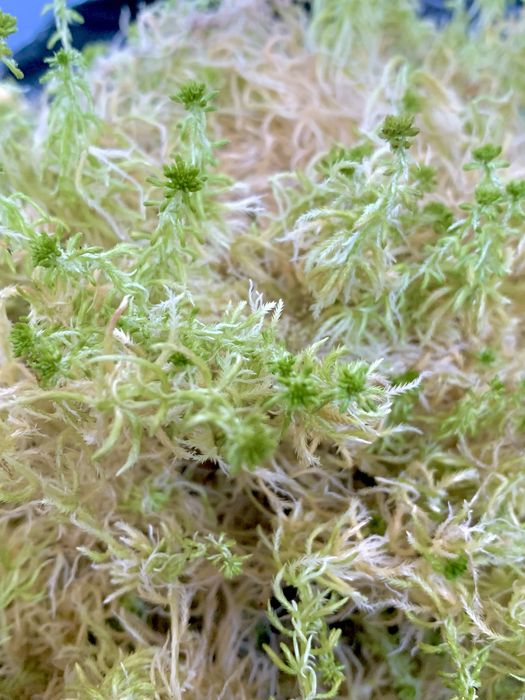 Свіжий живий мох сфагнум