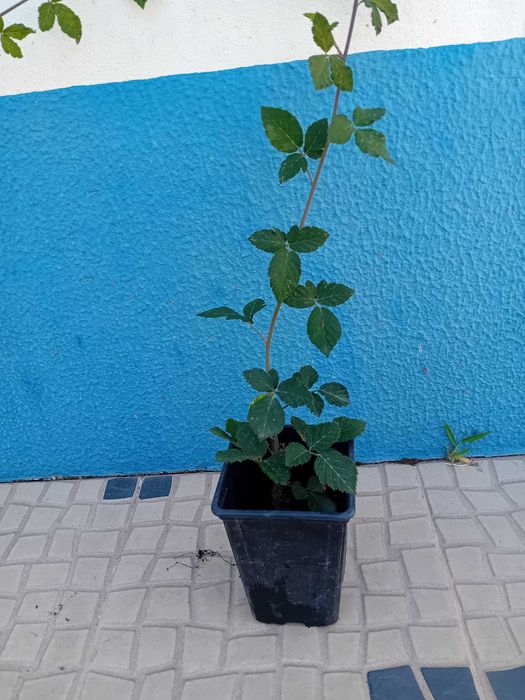 Amoreira Rubus fruticosus 'Black Satin sem espinhos trepadeira