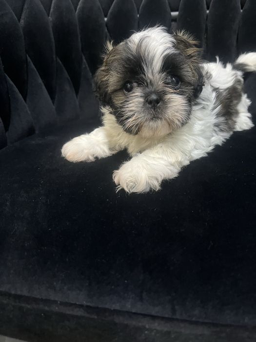 Shih tzu suczka tricolor