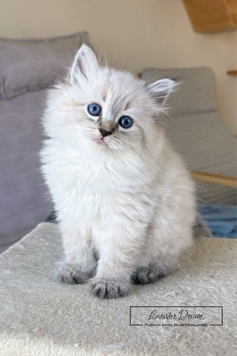 Espresso - kocurek Neva Masquerade (Lavender Dreams*PL)