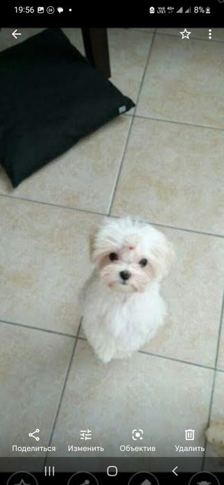 Кукольний мини мальтезе