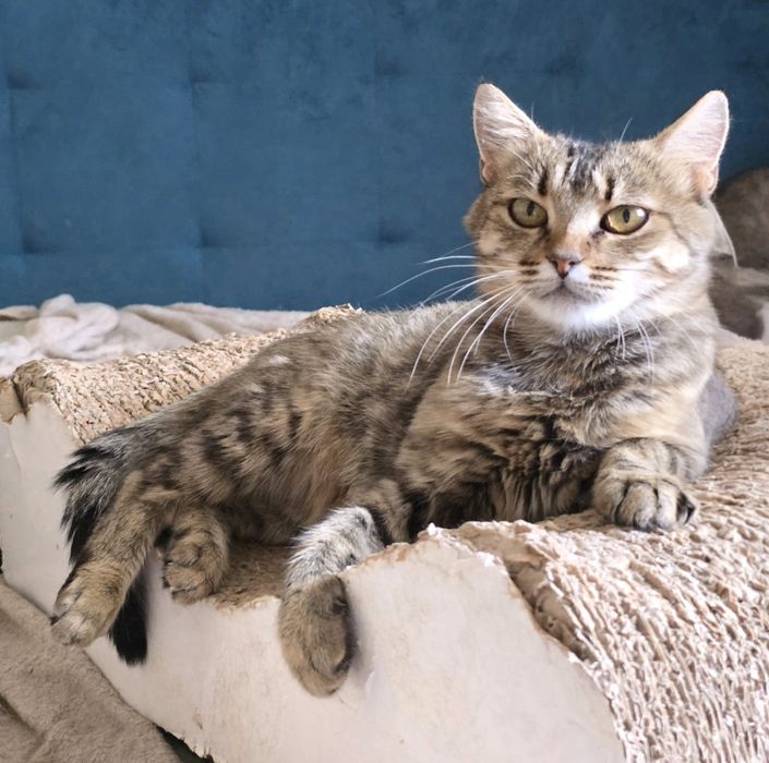 Ласкава молода киця Марго шукає родину