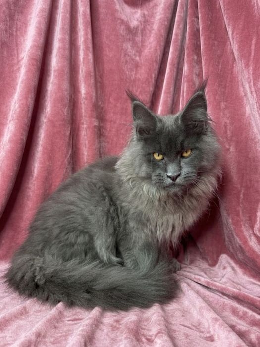 Хлопчик Мейн кун 5 місяців