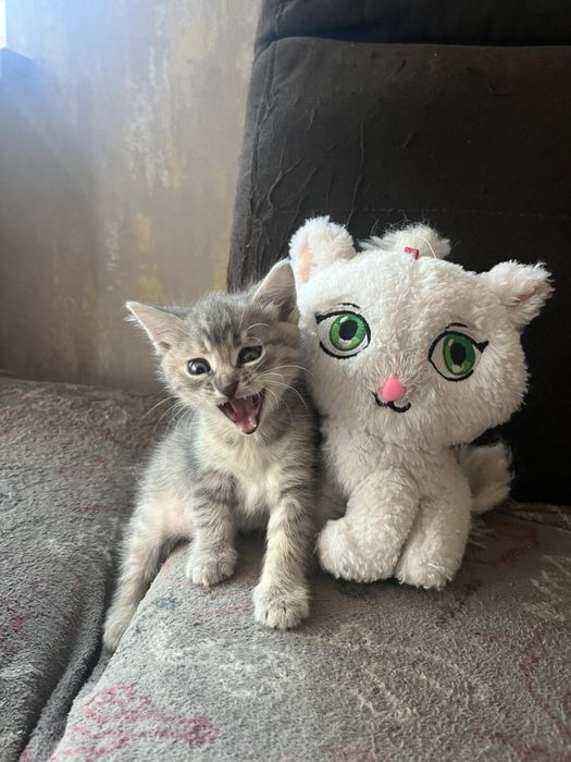 Кошенятка від гарних котиків