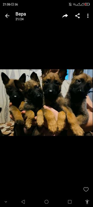 Малыши бельгийской овчарки