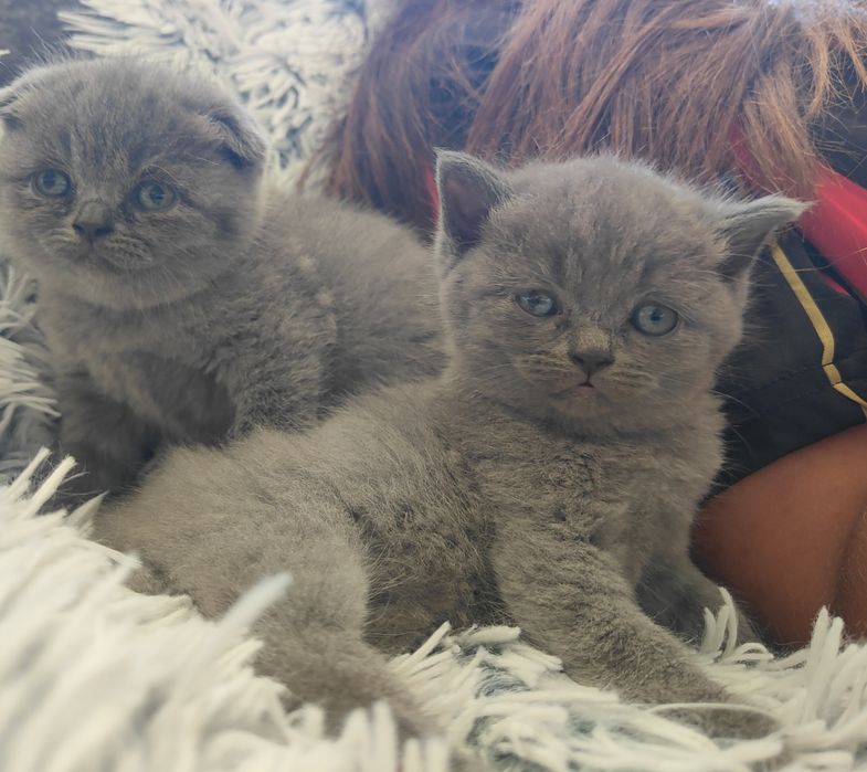 Gato Scottish Azul Russo