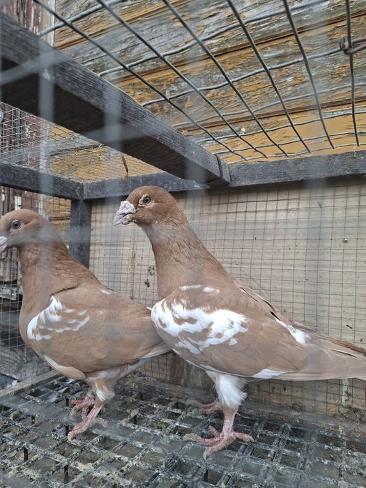 Gołębie ozdobne mulemans  mulemansy  żółte