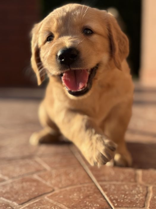 Golden Retriever - Mam juz 5 tygodni