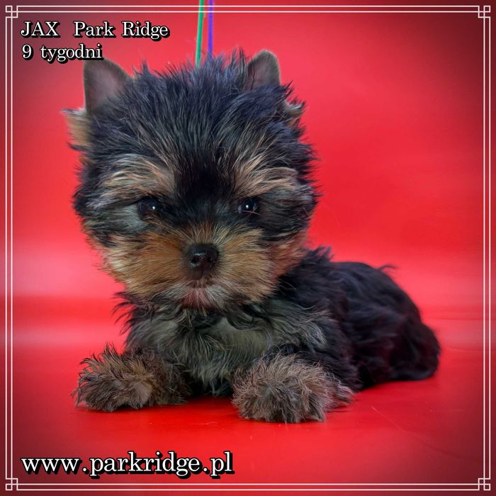 york piesek mini ok.1,5 kg rodowód ZKwP FCI chip badania DNA