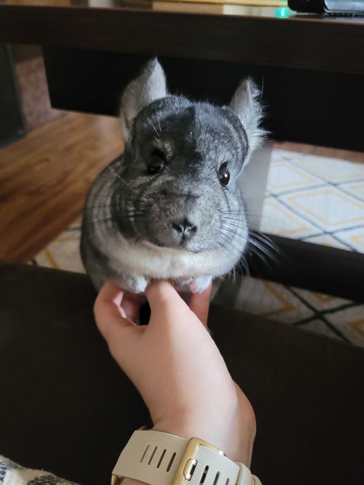 Szynszyle do adopcji