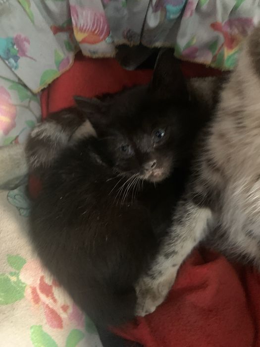 Отдам котят в хорошие руки