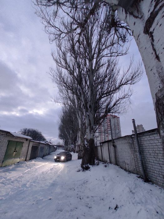 Віддам дерево тополя.