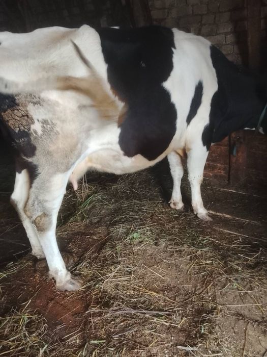 Продам корову житомир