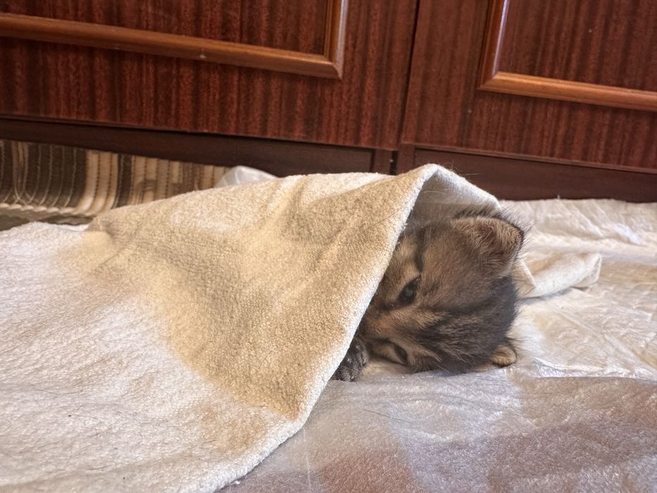 Кошеня в добрі руки