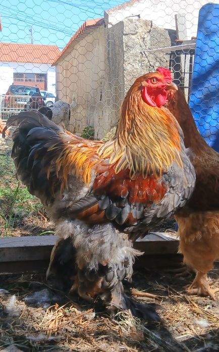 Galos Brahma Perdiz