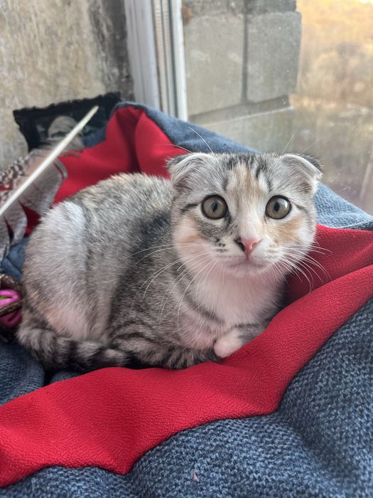 Весловуша кішка Мія