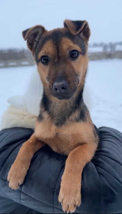 Собачка безкоштовно, прилаштування