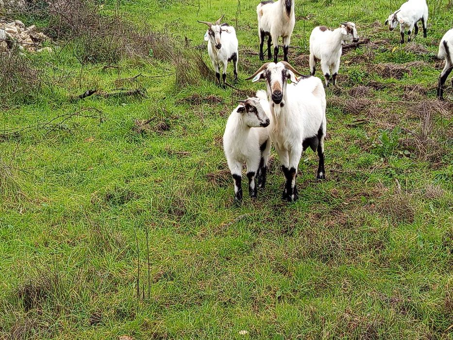 Cabritos raça serpentina