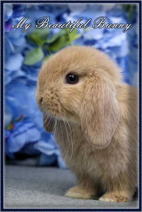 Piekny Królik Mini Lop - CREAM