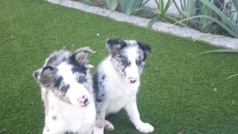 Lindíssimo Border collie macho Belue Merle  disponível